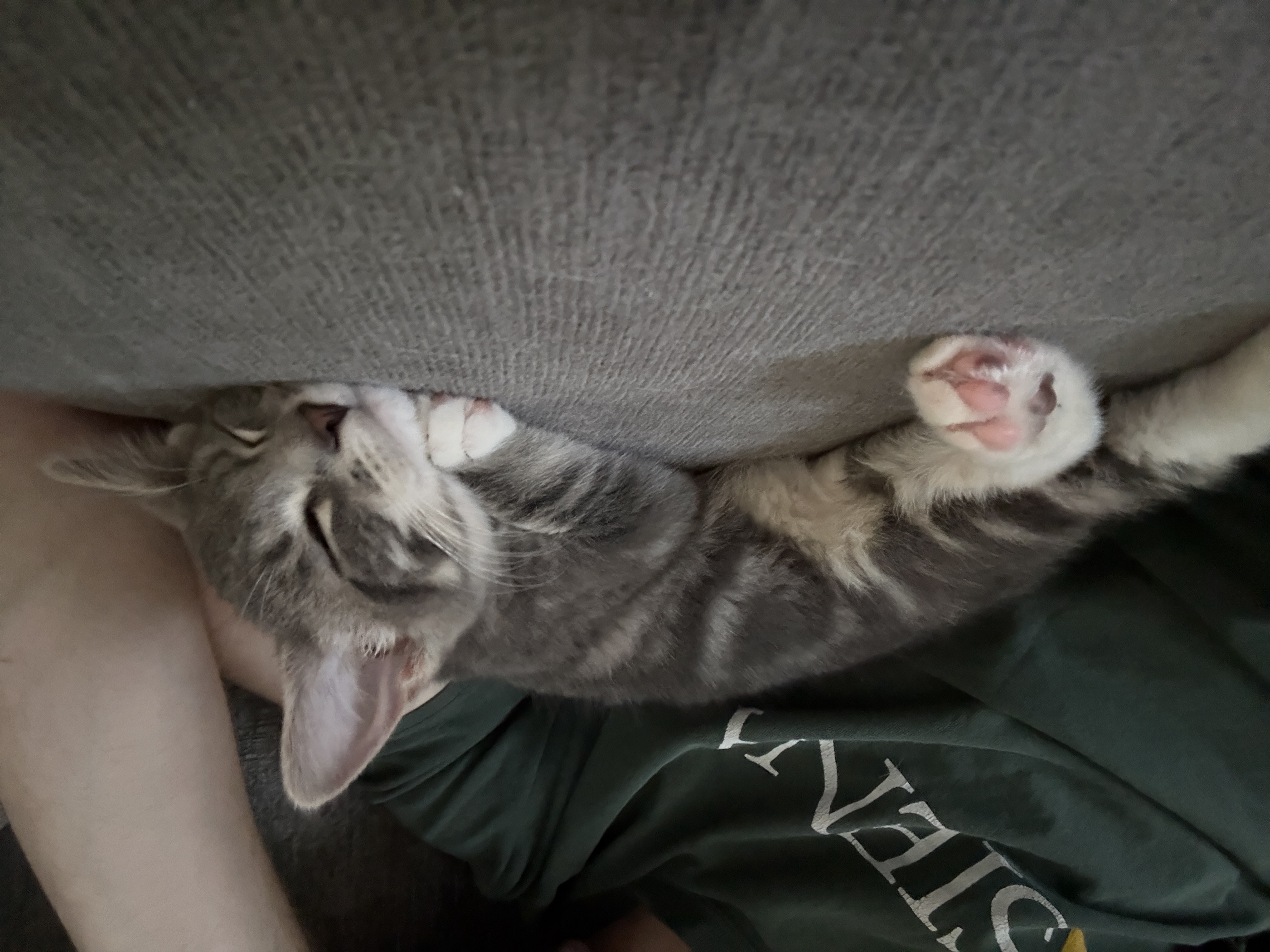 Aaron with cats